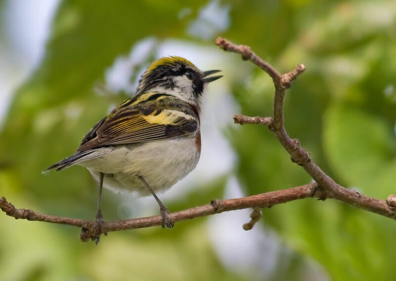 Chestnut-sided Warbler, identification, Behaviour