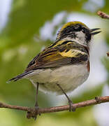 Chestnut-sided Warbler