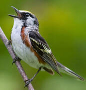 Chestnut-sided Warbler