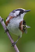 Chestnut-sided Warbler