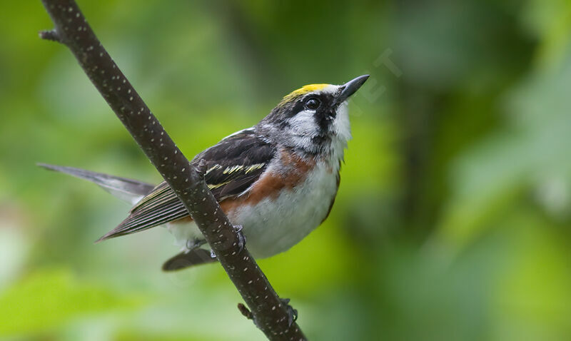 Chestnut-sided Warbler male adult, identification