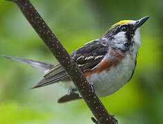 Chestnut-sided Warbler