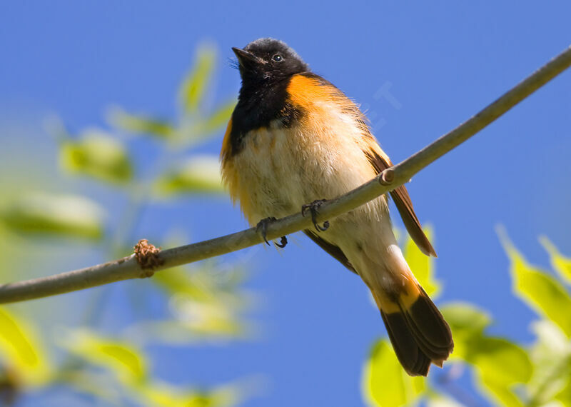 American Redstart male, identification