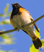 Paruline flamboyante