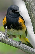 American Redstart