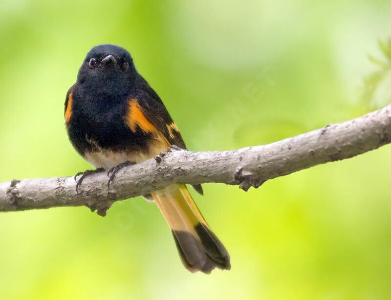 American Redstart male adult, identification