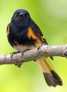 American Redstart