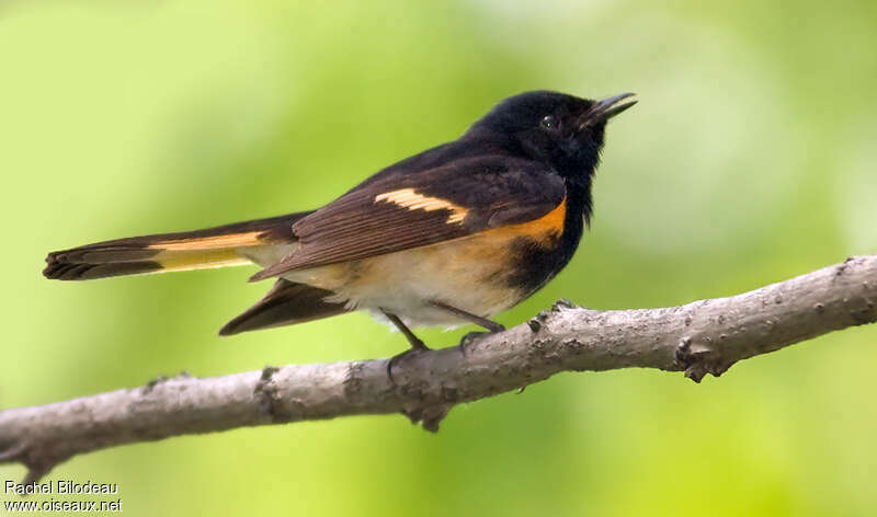 American Redstart male adult, pigmentation, Behaviour