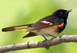 American Redstart