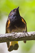 American Redstart