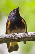 Paruline flamboyante