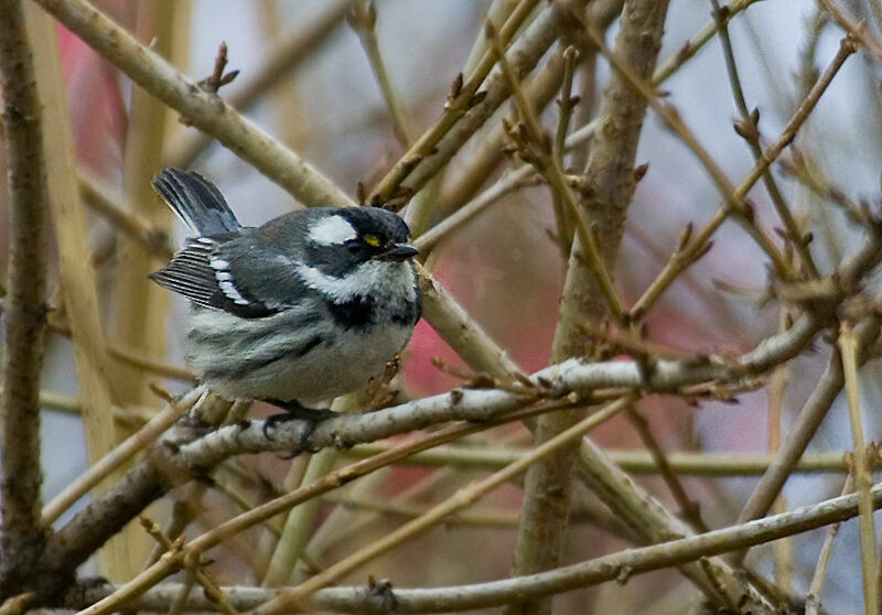 Black-throated Grey Warbler female