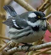 Black-throated Grey Warbler