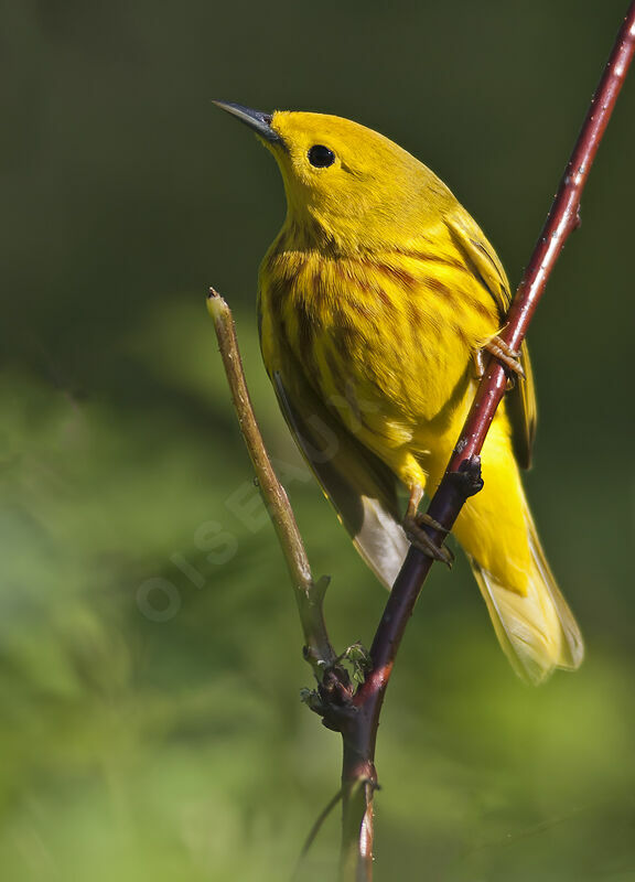 Paruline jaune, identification, régime, Comportement