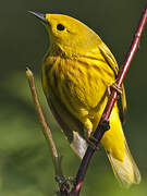 Paruline jaune