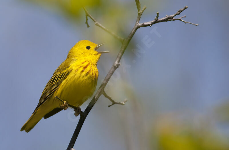 Paruline jaune, chant, Comportement