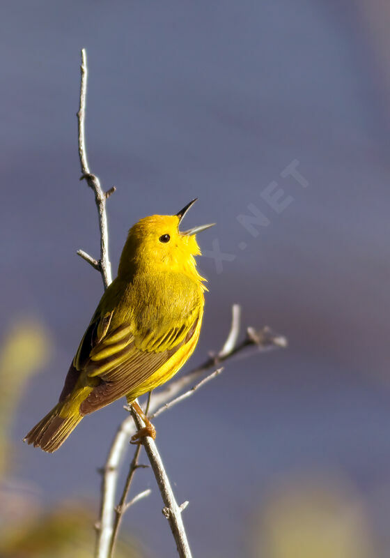 Paruline jaune, identification, Comportement