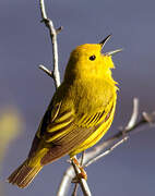 American Yellow Warbler