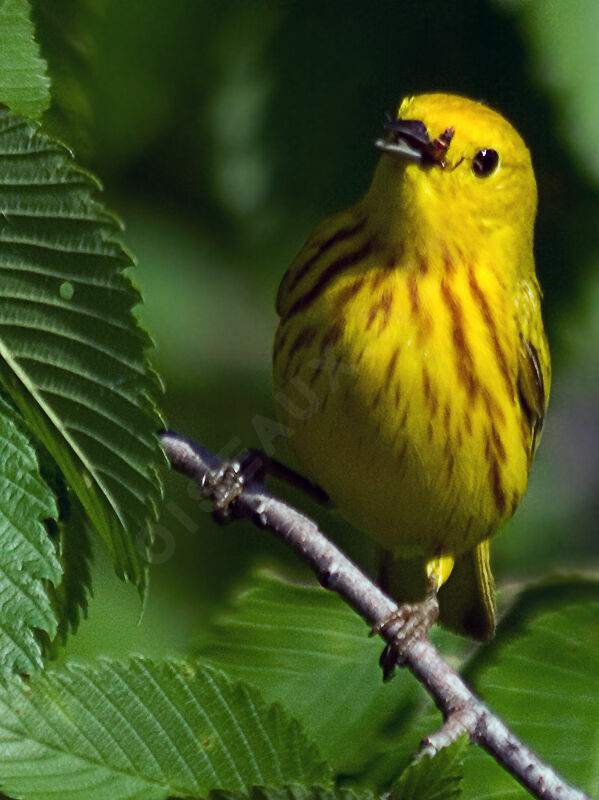 Paruline jaune mâle adulte, identification, chant, Comportement