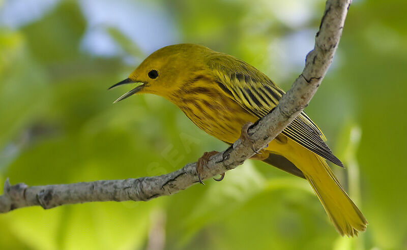 Paruline jaune mâle adulte, identification, Comportement