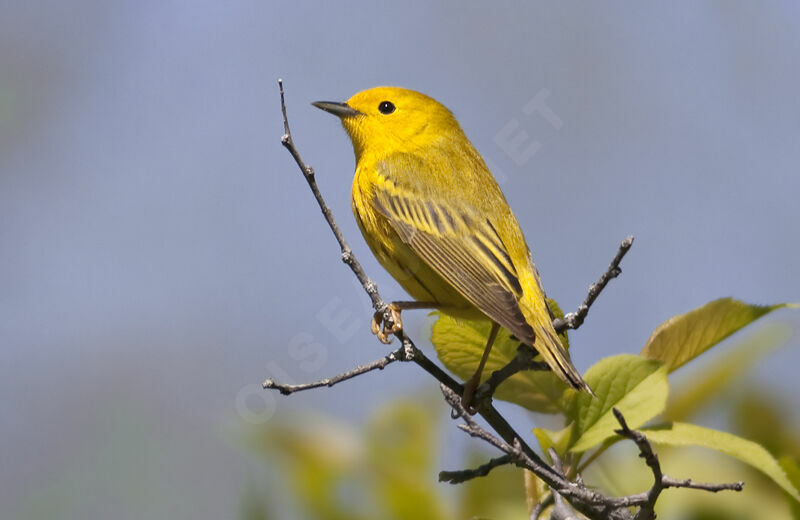 Paruline jaune, identification, Comportement