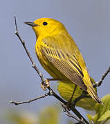 Paruline jaune