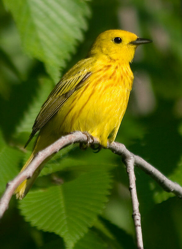 Paruline jaune, identification, chant