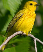 Paruline jaune