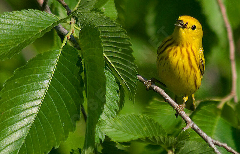 Paruline jaune, identification