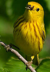 Paruline jaune