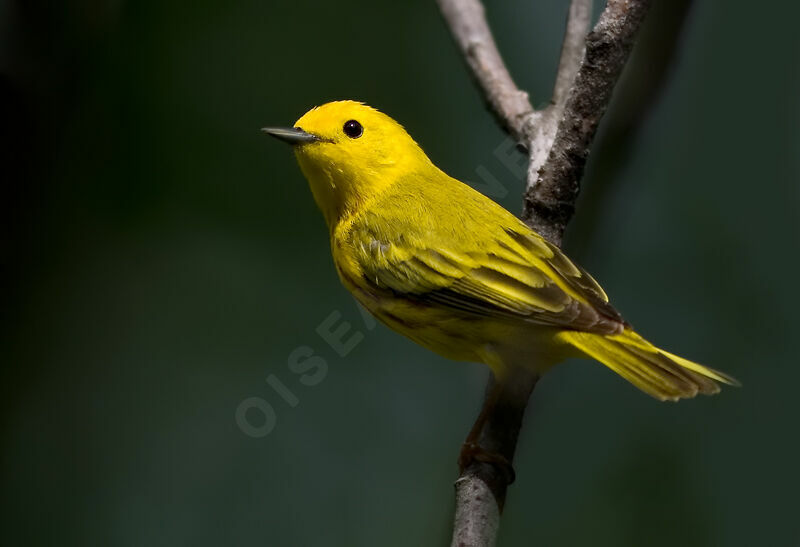 Paruline jaune, identification, Comportement