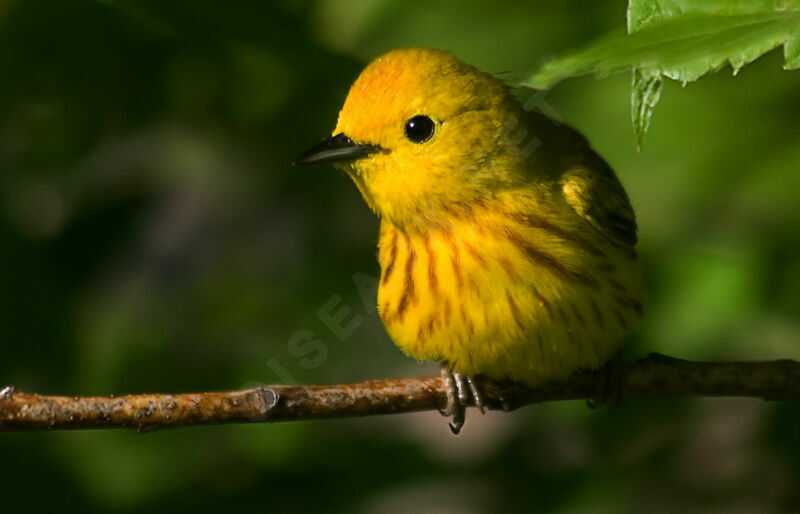 American Yellow Warbler