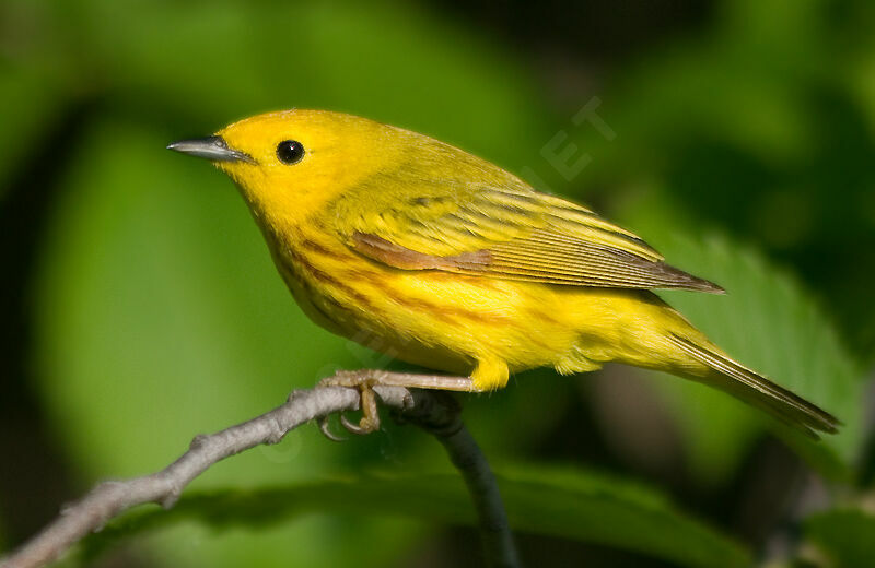 Paruline jaune