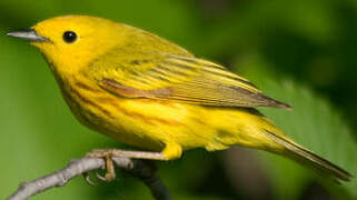 Paruline jaune