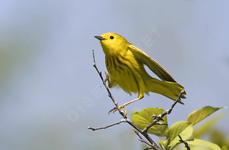 Paruline jaune