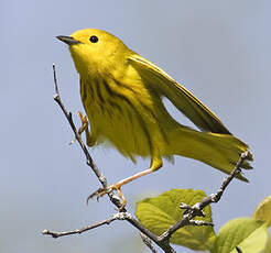 Paruline jaune