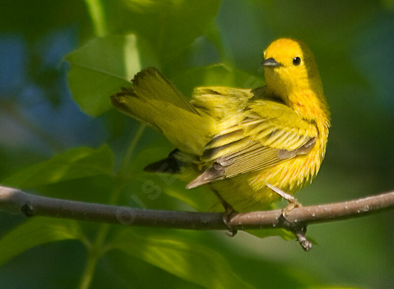 American Yellow Warbler