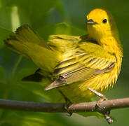 Paruline jaune