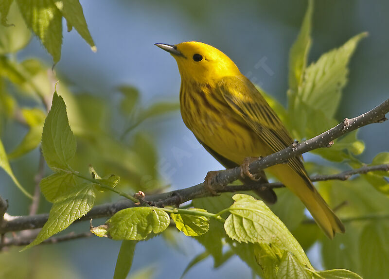 Paruline jaune mâle