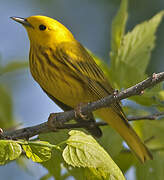 Paruline jaune