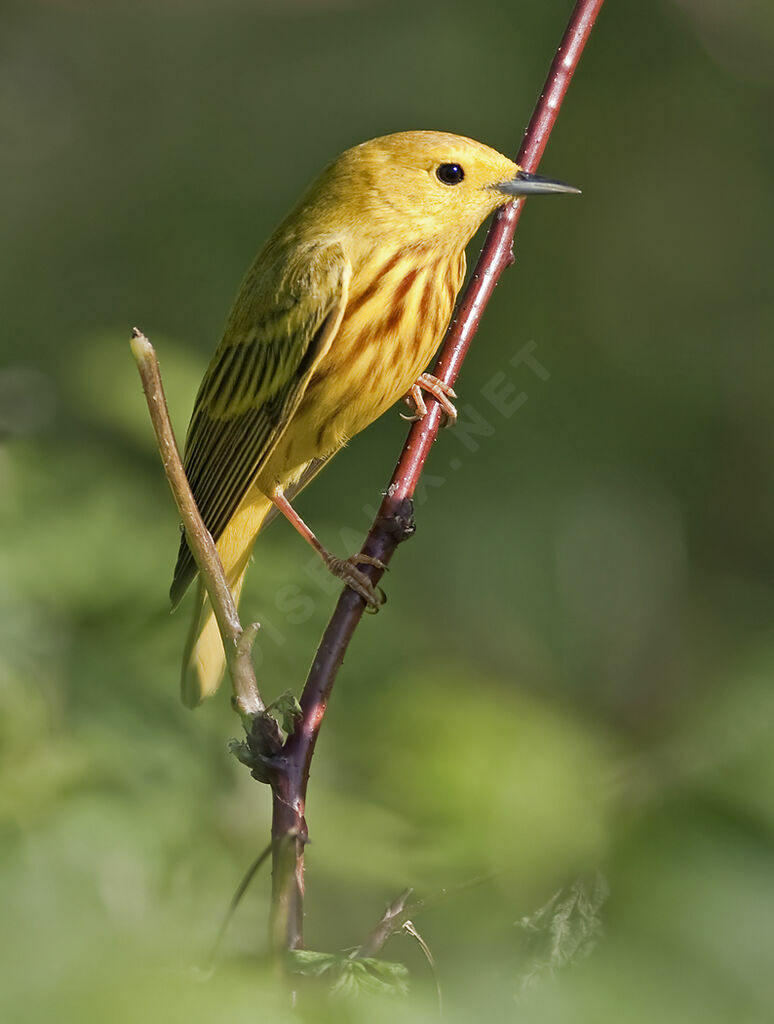 Paruline jaune