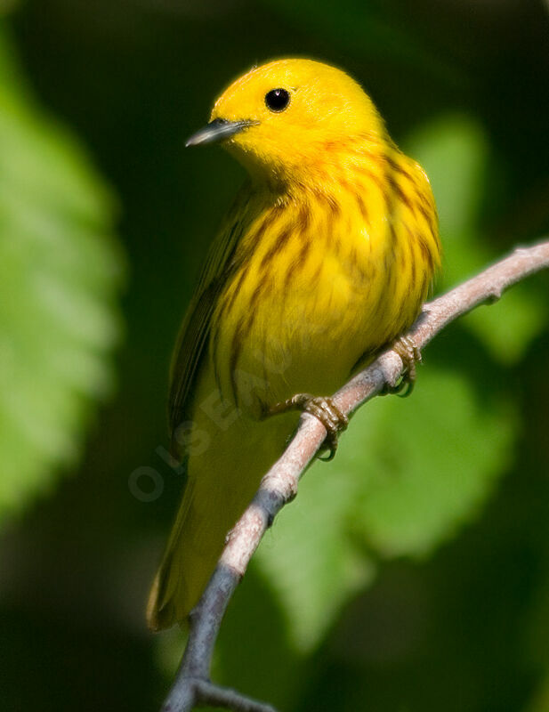 Paruline jaune