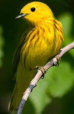 Paruline jaune