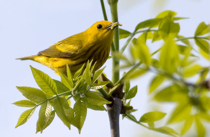 American Yellow Warbler, identification, feeding habits, Behaviour
