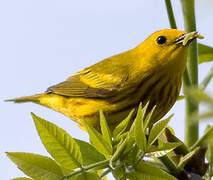 American Yellow Warbler