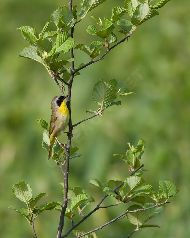 Common Yellowthroat, identification, Behaviour