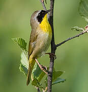 Common Yellowthroat