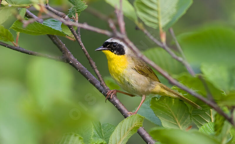 Common Yellowthroat, identification