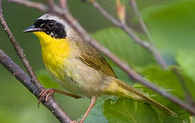 Common Yellowthroat