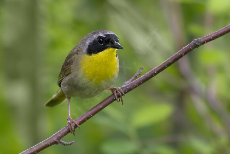 Common Yellowthroat, identification